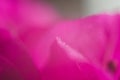 Pink hibiskus petals texture. Bright red hibiscus blossom, close up macro.Magenta color