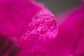 Pink hibiskus petals texture. Bright red hibiscus blossom, close up macro.Magenta color