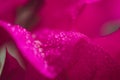 Pink hibiskus petals texture. Bright red hibiscus blossom, close up macro.Magenta color