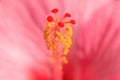 Pink Hibiskus tropical exotic flower blurred background