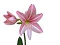 Pink hippeastrum or amaryllis flower isolated on white background. Royalty Free Stock Photo