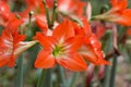 Pink hippeastrum rutilum flower Royalty Free Stock Photo