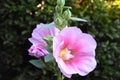 Pink Hollyhock Alcea Detail