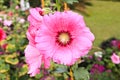 Pink hollyhock Royalty Free Stock Photo