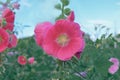 Pink hollyhock or Althaea rosea flower blossoms Royalty Free Stock Photo