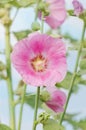 Pink hollyhock are blooming. Alcea rosea growth Royalty Free Stock Photo