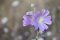 Pink hollyhock ,Althaea rosea, flower blossoms. Closeup