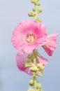 Pink hollyhock are blooming. Alcea rosea growth Royalty Free Stock Photo