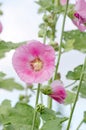 Pink hollyhock are blooming. Alcea rosea growth Royalty Free Stock Photo