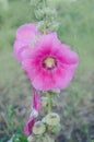 Pink hollyhock are blooming. Alcea rosea growth Royalty Free Stock Photo