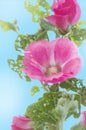 Pink hollyhock or Althaea rosea flower blossoms Royalty Free Stock Photo