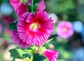 Pink hollyhock or Althaea rosea flower blossoms on a summer day Royalty Free Stock Photo