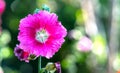 Pink hollyhock or Althaea rosea flower blossoms on a summer day Royalty Free Stock Photo