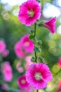 Pink hollyhock or Althaea rosea flower blossoms on a summer day Royalty Free Stock Photo