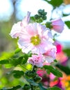 Pink hollyhock or Althaea rosea flower blossoms on a summer day Royalty Free Stock Photo