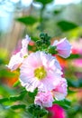 Pink hollyhock or Althaea rosea flower blossoms on a summer day Royalty Free Stock Photo