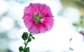 Pink hollyhock or Althaea rosea flower blossoms on a summer day Royalty Free Stock Photo