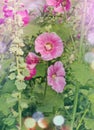 Pink hollyhock are blooming. Alcea rosea growth Royalty Free Stock Photo