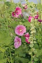 Pink hollyhock are blooming. Alcea rosea growth Royalty Free Stock Photo