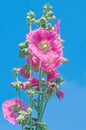 Pink hollyhock or Althaea rosea flower blossoms Royalty Free Stock Photo