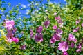 Pink Hollyhock blossoming in the daylight, beautiful garden flowers Royalty Free Stock Photo