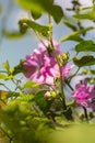 Pink Hollyhock blossoming in the daylight, beautiful garden flowers Royalty Free Stock Photo