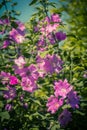 Pink Hollyhock blossoming in the daylight, beautiful garden flowers Royalty Free Stock Photo