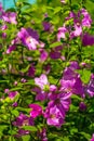 Pink Hollyhock blossoming in the daylight, beautiful garden flowers Royalty Free Stock Photo