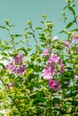 Pink Hollyhock blossoming in the daylight, beautiful garden flowers Royalty Free Stock Photo