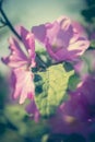 Pink Hollyhock blossoming in the daylight, beautiful garden flowers Royalty Free Stock Photo