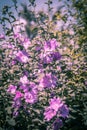 Pink Hollyhock blossoming in the daylight, beautiful garden flowers Royalty Free Stock Photo