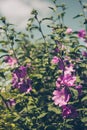 Pink Hollyhock blossoming in the daylight, beautiful garden flowers Royalty Free Stock Photo