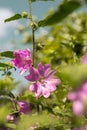 Pink Hollyhock blossoming in the daylight, beautiful garden flowers Royalty Free Stock Photo