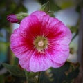 Pink Hollyhock Flower