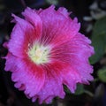 Pink Hollyhock Flower