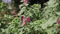 Pink Hollyhock flower, Da Lat city, Lam province, Vietnam