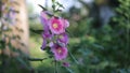 Pink Hollyhock flower, Da Lat city, Lam province, Vietnam