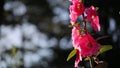 Pink Hollyhock flower, Da Lat city, Lam province, Vietnam