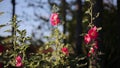 Pink Hollyhock flower, Da Lat city, Lam province, Vietnam