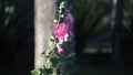 Pink Hollyhock flower, Da Lat city, Lam province, Vietnam