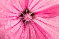 Pink hollyhock flower, dew drops on a flower Royalty Free Stock Photo