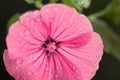 Pink hollyhock flower, dew drops on the stamens and the petals of a flower Royalty Free Stock Photo