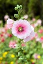 Pink hollyhock flower.