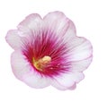 Pink Hollyhock Flower