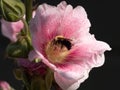 Pink Hollyhock Flower with Honey Bee Gathering Pollen Royalty Free Stock Photo