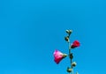 Pink hollyhock flowers Alcea rosea natural tropical patterns blooming on bright blue sky background Royalty Free Stock Photo