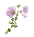 Pink hollyhock flowers