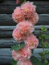 Pink hollyhock flowers. Wonderful summer flowers.