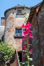 Pink Hollyhock in France