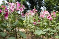 pink hollyhock in garden. blooming malva flower in park. Alcea r Royalty Free Stock Photo